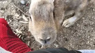 Bunny who loves humans too much