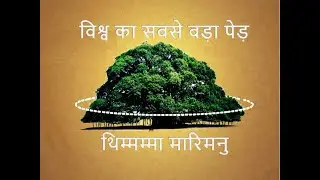 विश्व का सबसे बड़ा पेड़ // World's Biggest Tree