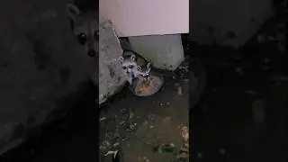 Cute raccoon family living under our lake house