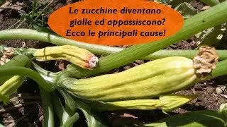 SE LE ZUCCHINE DIVENTANO GIALLE ED APPASSISCONO ECCO LE PRINCIPALI CAUSE