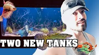 Two New Community Tanks!! 50+New Fish