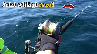 Heilbutt - Der König des Nordmeeres so fängst du ihn auch!