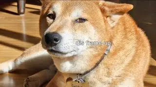 hooman why betray?