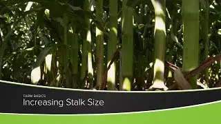 Increasing Stalk Size