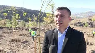Yanan araziler bal ormanıyla küllerinden doğuyor