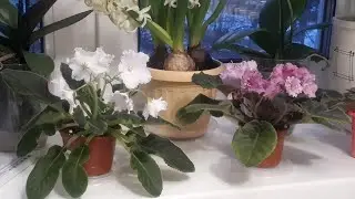 Как ухаживать Весной! Залог успеха для Фиалок!