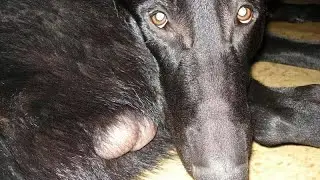 Слово капченого юсиф на освальте!!!