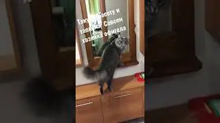 Хозяйка, ты чего?