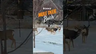 BOSSY Mule DEER Buck HARASSING the Does #shorts