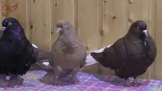 Голуби, 