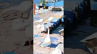 Goose says, Hi!! How are you??                          #shorts #goose #volume #animals #hello #hi