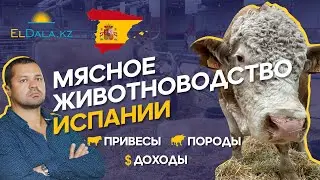 Как в Испании выстроили систему мясного животноводства? FIGAN 2023
