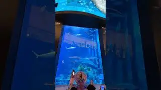 Dubai mall UAE. Огромный аквариум