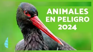 Endangered Animals 2024 🐯⚠️ (Top 10)