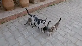 Mama Cat said something to her shy kittens until she came out to her side.