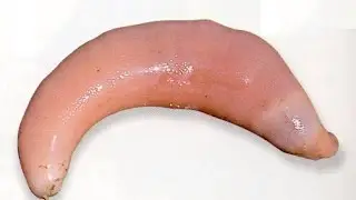 Самые странные животные:  рыба – пенис