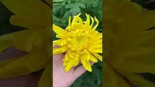 Выращивание Хризантемы. Разгар сезона