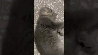 #kedim #fyptiktok #uyku #cutecat #bebekkedi #cutebaby #cat #catlovers  #bebek