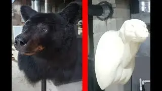 Black Bear Taxidermy Gift👍 How-To Start - Finish #blackbear #maine #taxidermy #taxidermist #bearhunt