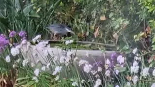 A heron in our garden! Looking it eat the fish in our pond