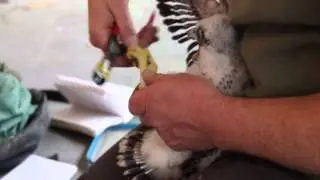 Ringing the falcons