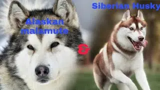 Alaskan Malamute and Siberian Husky Amazing,Funny & Cute Compilation || Mr.Pablo ||