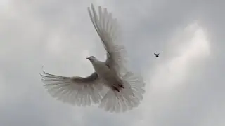 Николаевские голуби Крым.