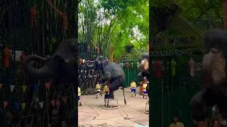 Family fun at Safari World, Bangkok ❤️🐘 #travel #family #animals #elephant #fun #shorts