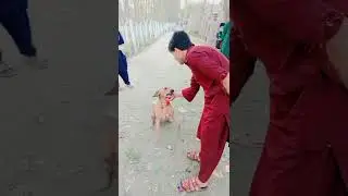 Train your dog like this. #traindog #animalstraning #lovedogs