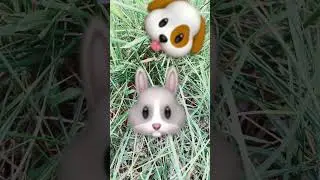 Holly’ Happy Pets #🐰🐶 #shortvideo #ashadiee #storytime #globalmindsetuniversity #lexia #readaloud