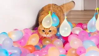 Can Cats Walk On Water Balloons BUT They Swing? | Compilation