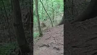 Милый лисик с тонкой шейкой. Увидели друг друга 😊