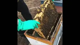 Продажа пчелосемей 2021 год