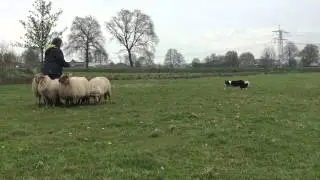 schapendrijven 26.04.2015