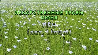 Лекарственные растения июня 