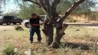 dodged a tree