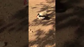 Bakın Horoz İle Kedi Ne Yapıyor?