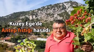 Antep baklavacıları fıstığını bu köyden alıyor! (Kuzey Ege'de Antep fıstığı hasadı)