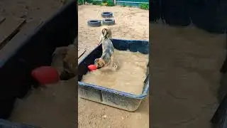 Дрим и неуловимый мяч #добро #приютдлясобак #собака #лето