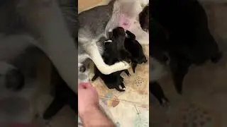 Puppies 🐶 Just Make The Day Better! 😅 #puppies #animals