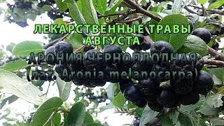 Лекарственные растения августа "Арония черноплодная"