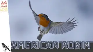 Meet the AMERICAN ROBIN: A Garden Favorite or Unfavorite! (Turdus migratorius)