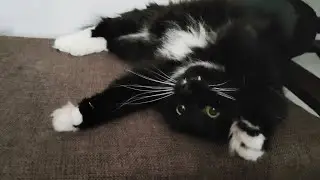 кот тупа дед инсайд (откисает)