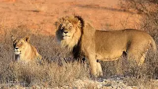 In Search of Kgalagadi Lions | Wild Camping at Rooiputs