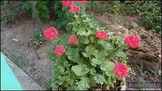 Огород горит/окрошка/перец пропадает/спасаем самшит.