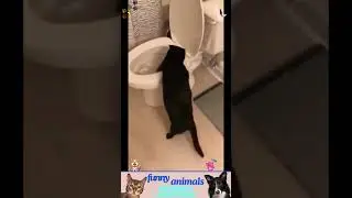 приколы с животными , смешные моменты , коты и собаки  , смех до слез #cat #dogs #animals