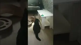 Кот и новая игрушка #hibridfeory