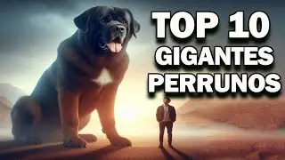 🐾¡Gigantes Caninos! Descubre los Perros Más Grandes del Mundo 🌍✨