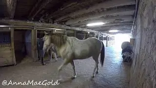 turn in horses