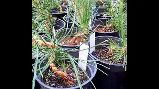 Growing Japanese Black Pine From Seed for Bonsai late summer update 2024